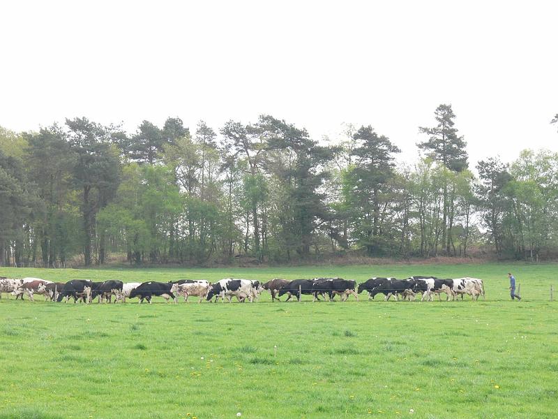 Mont Saint Michel 2010 - 288.jpg